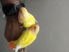Latino fisher yellow lovebirds